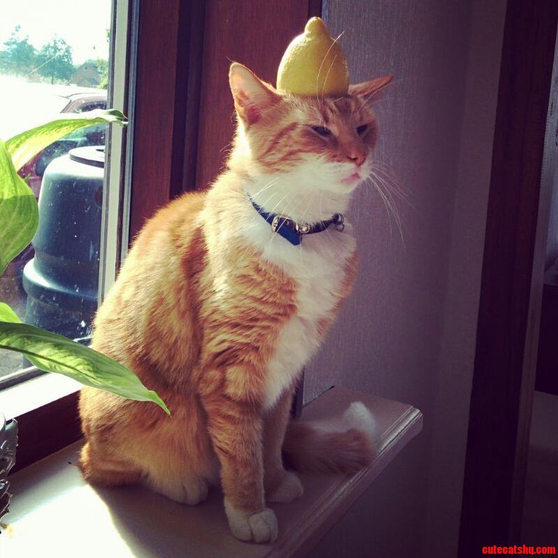 Bow Deeper for the Holy King of Lemon