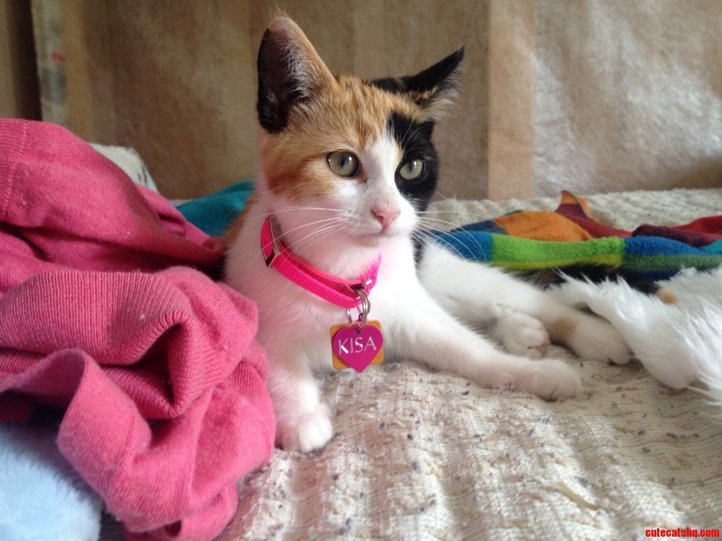 Boyfriend Got Me My First Cat Last Week. Its Still Such a Surreal Feeling That I Have This Mini Furry Friend Now.