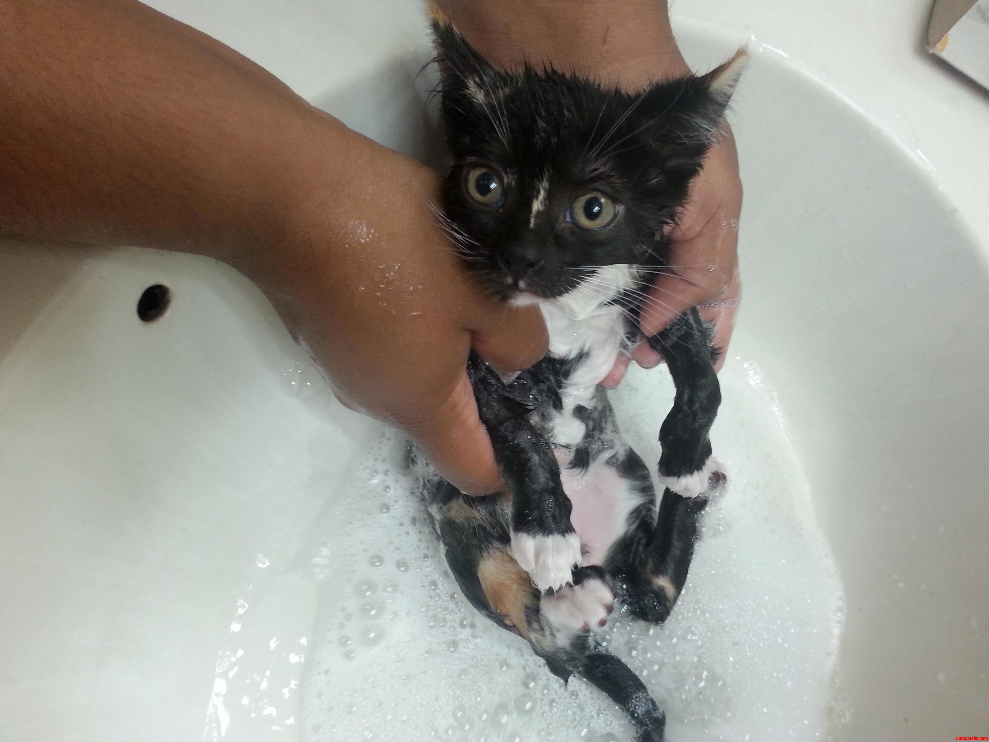 Broken Cat