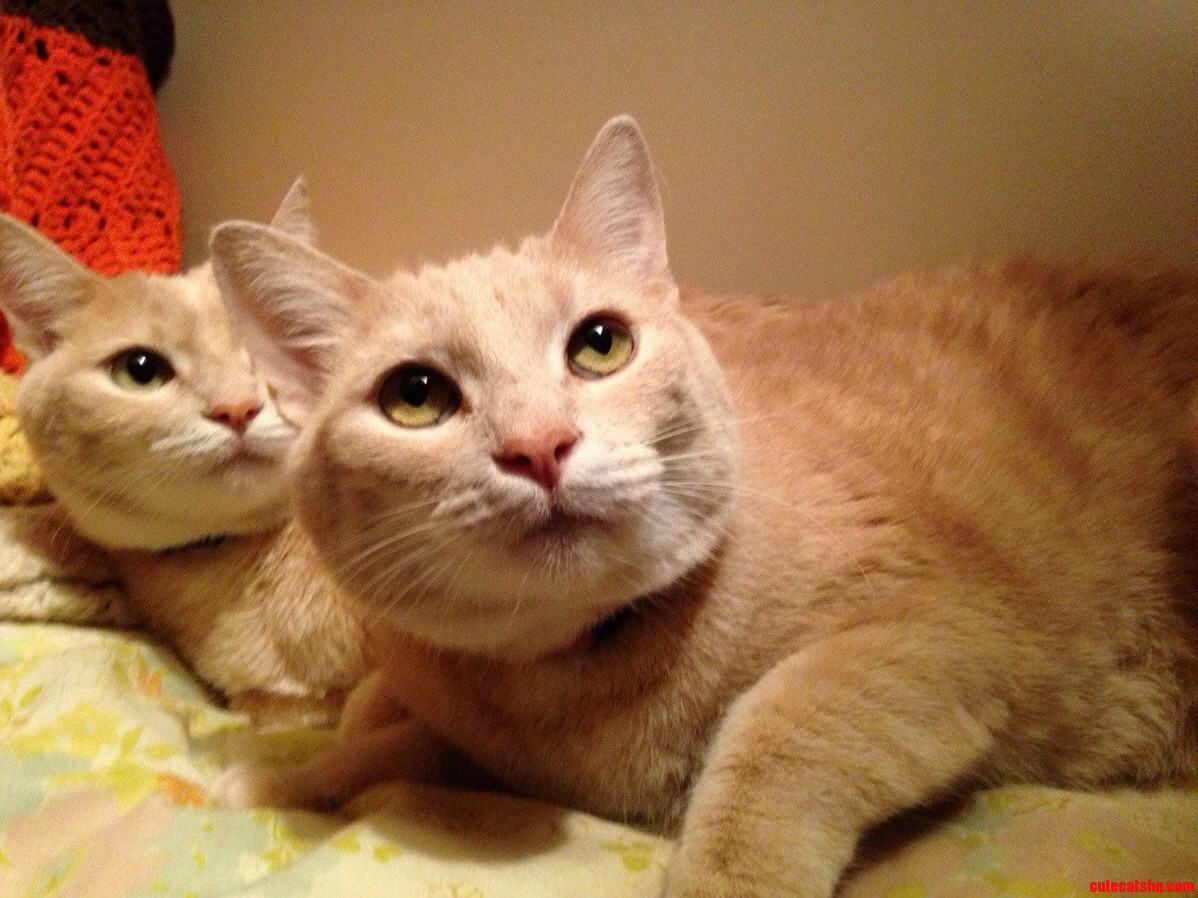 Brothers