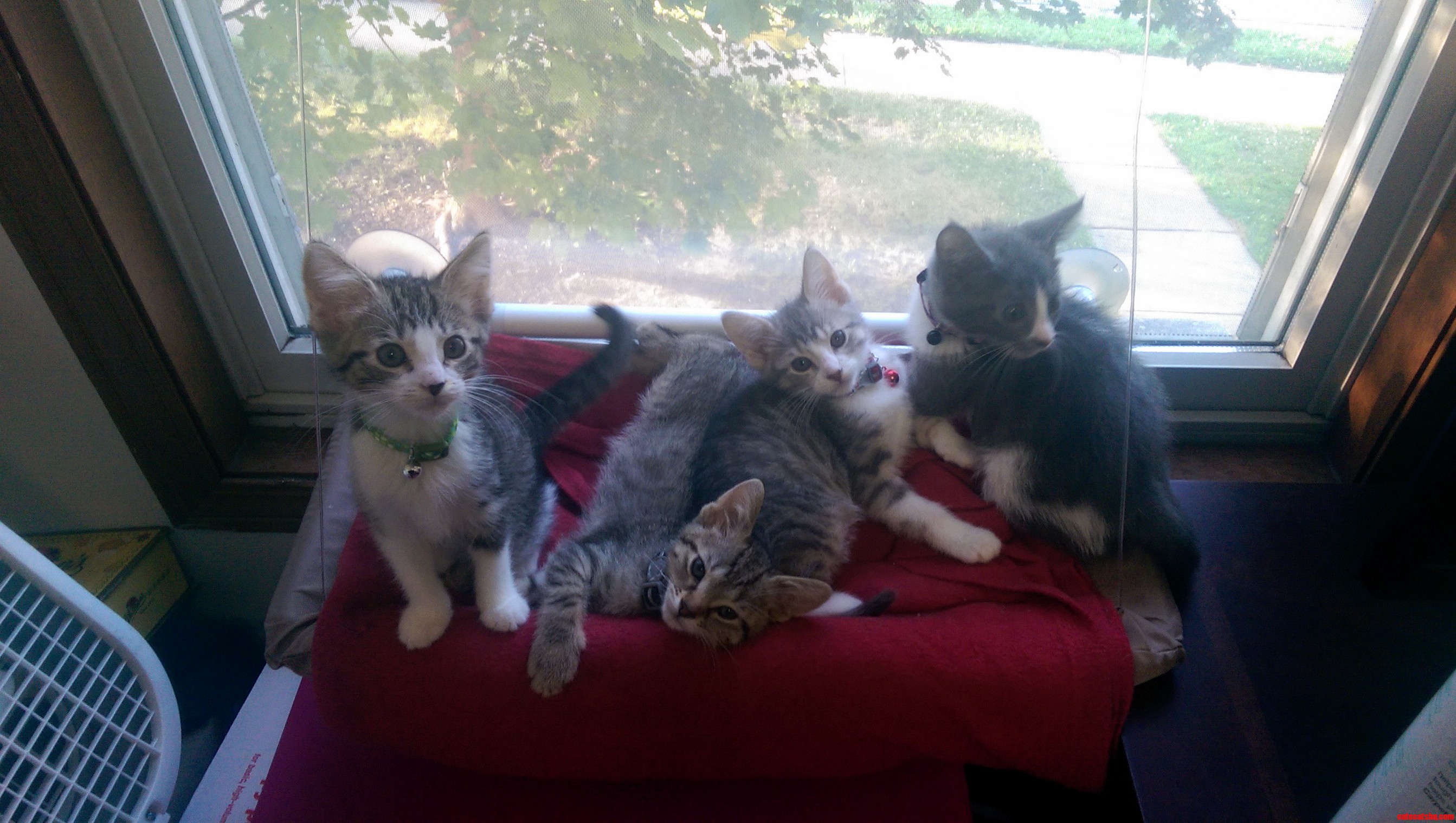 Brought My Fosters Back to the Shelter and an Hour Later 3 of Them Had Homes. Today Is a Good Day.
