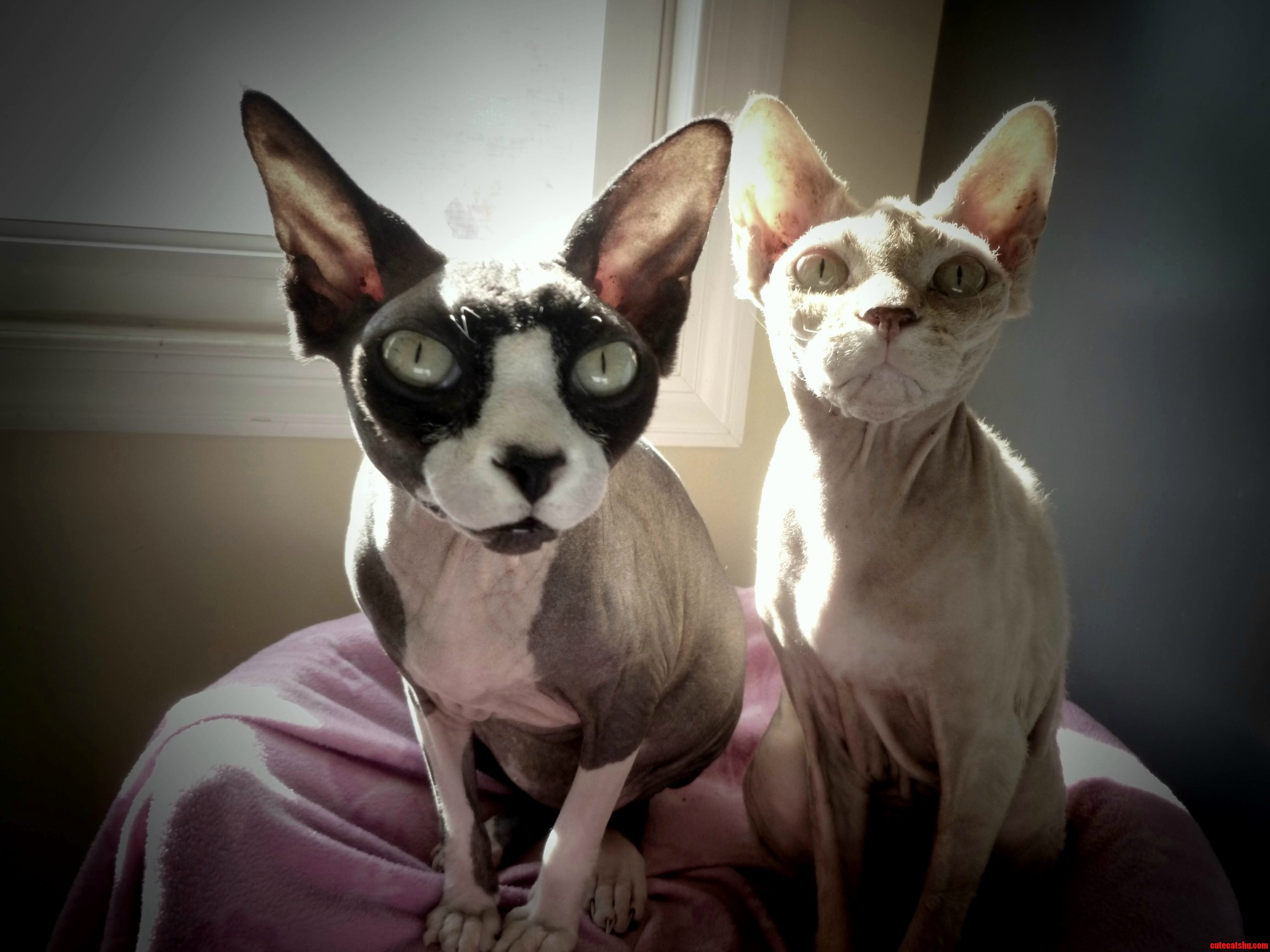Buffy Right and Spike Left Have Lovehate Relationship