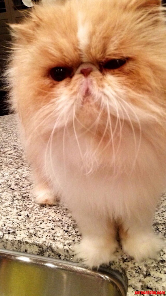 Butters