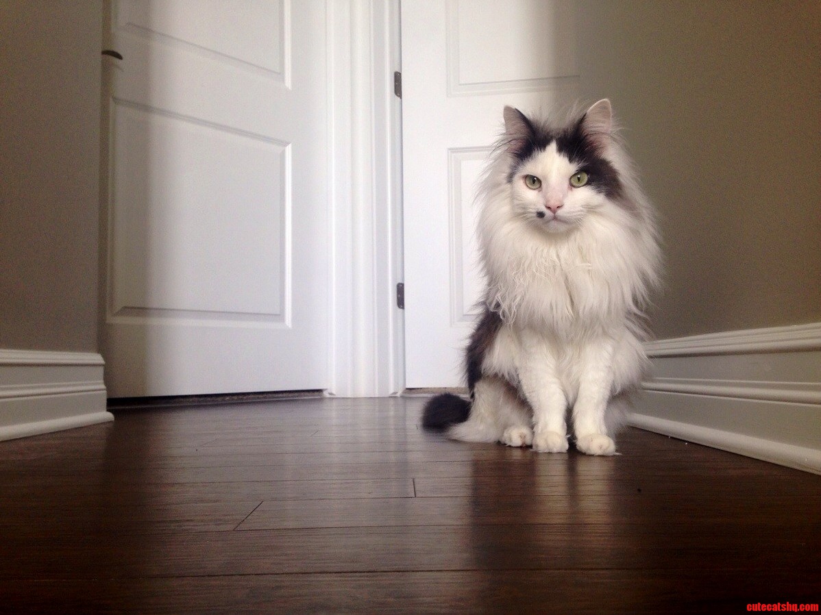 Buttons Likes to Pose for Me