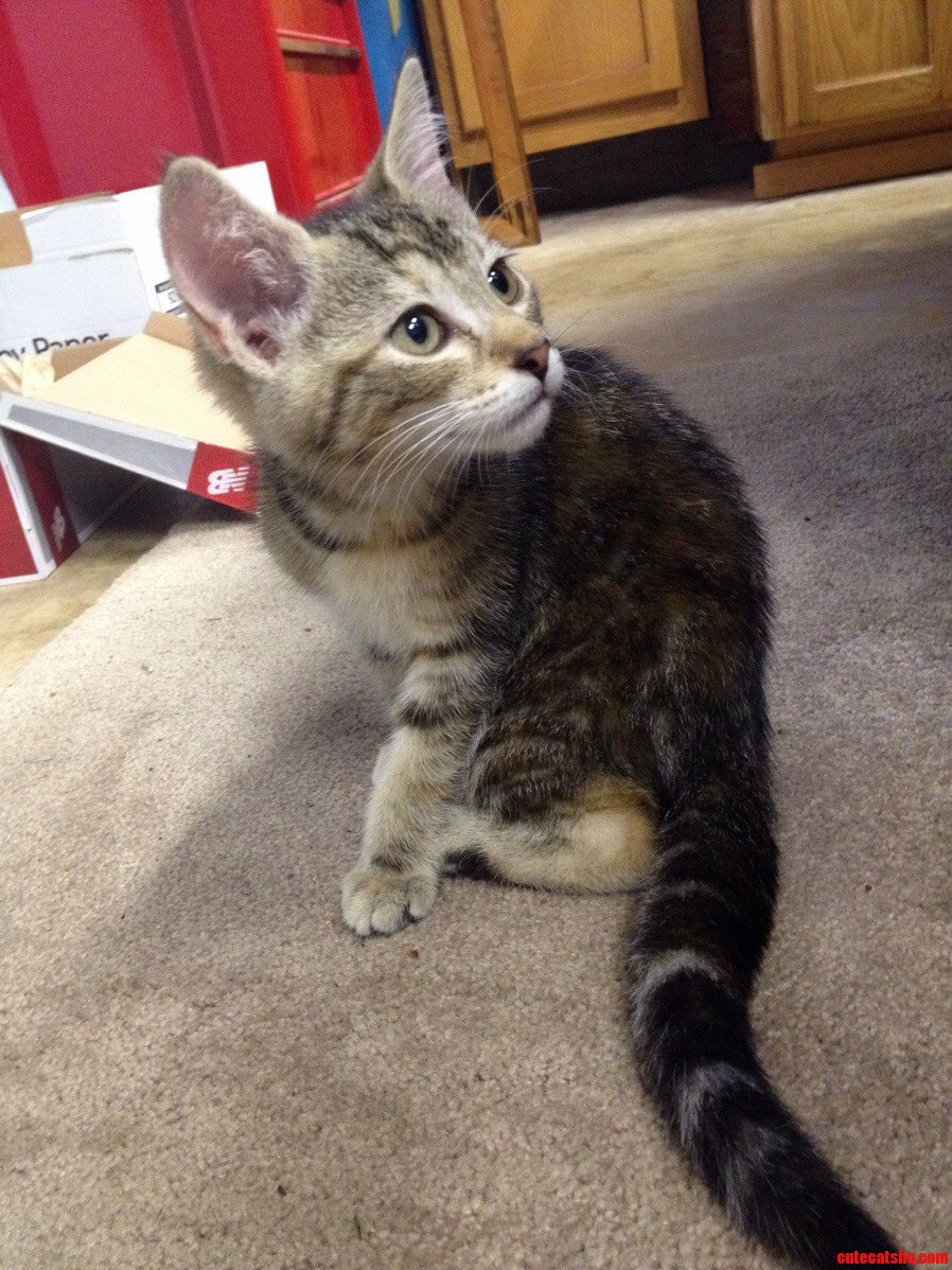 Can Anyone ID the Breed of This Kitten