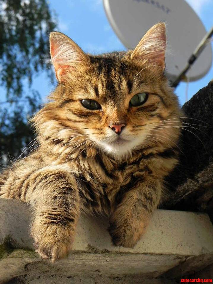 Can Anyone Identify Our Cat Finn