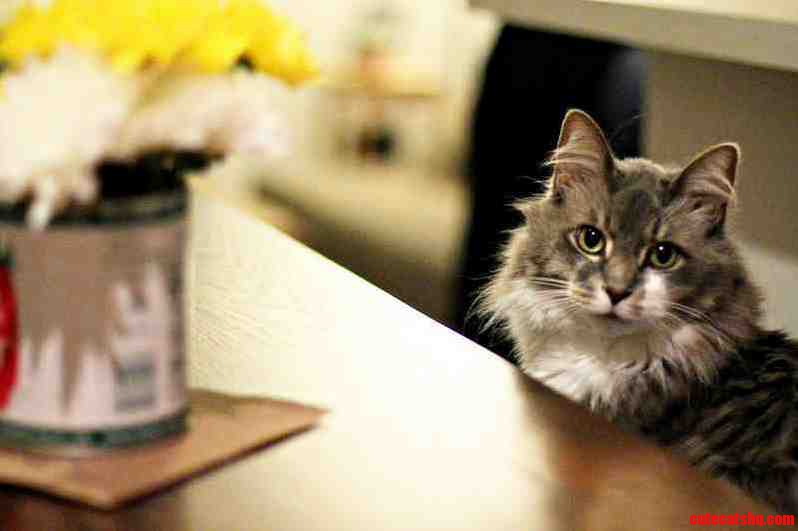 Can Anyone Tell Me What Kind of Cat This Is
