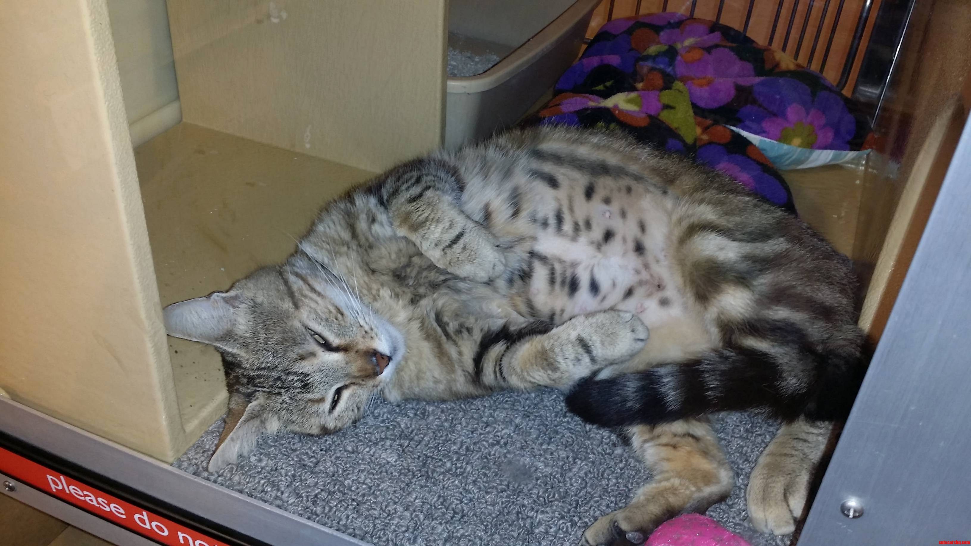 Cat at Petco