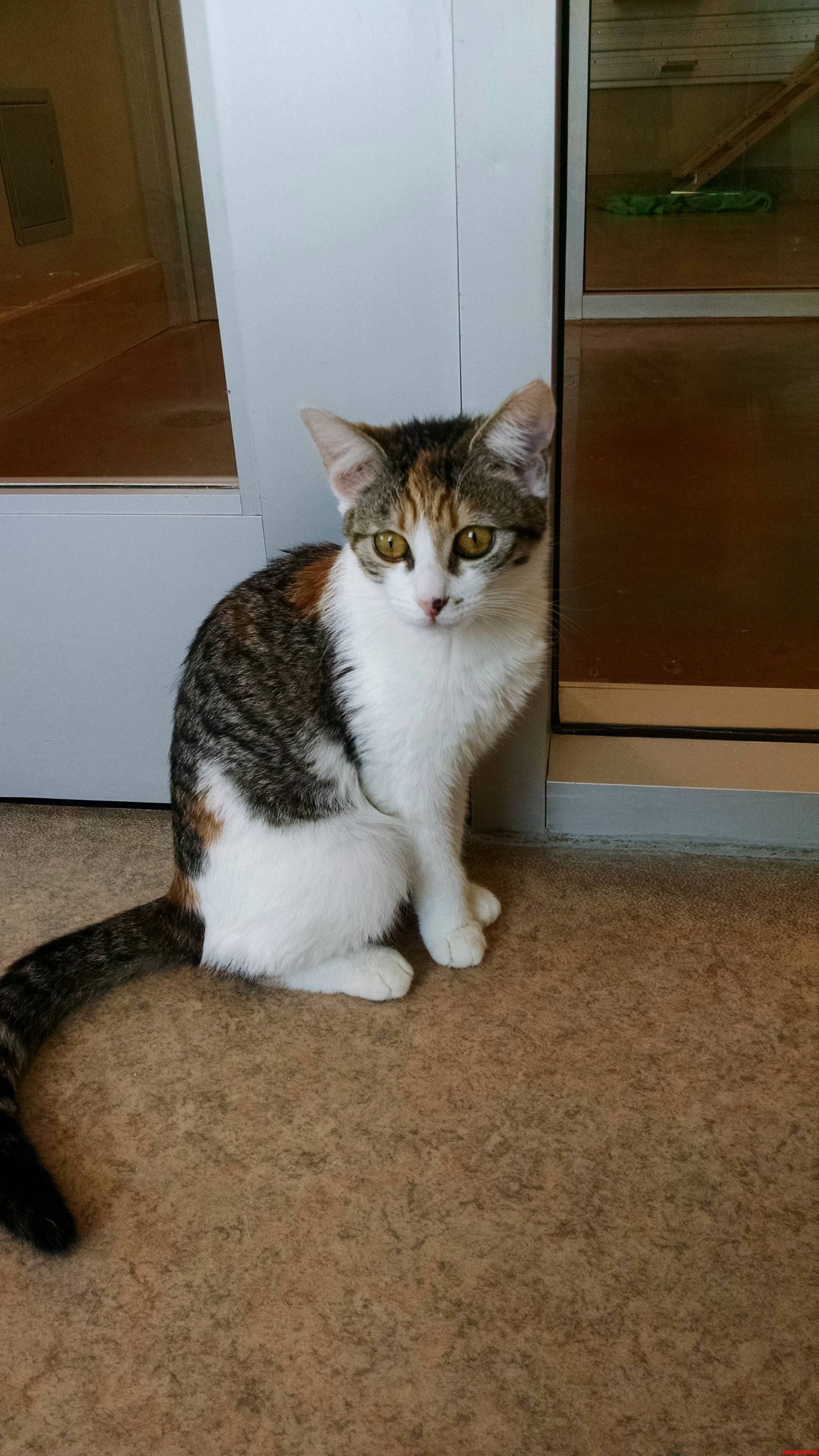 Cat at the Shelter I Volunteer at 1