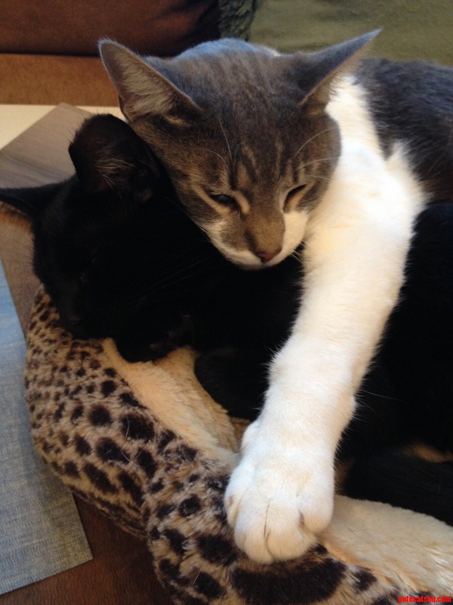 Cat Brothers