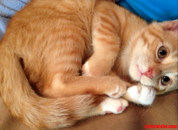 Cat Caught by Day Dreaming