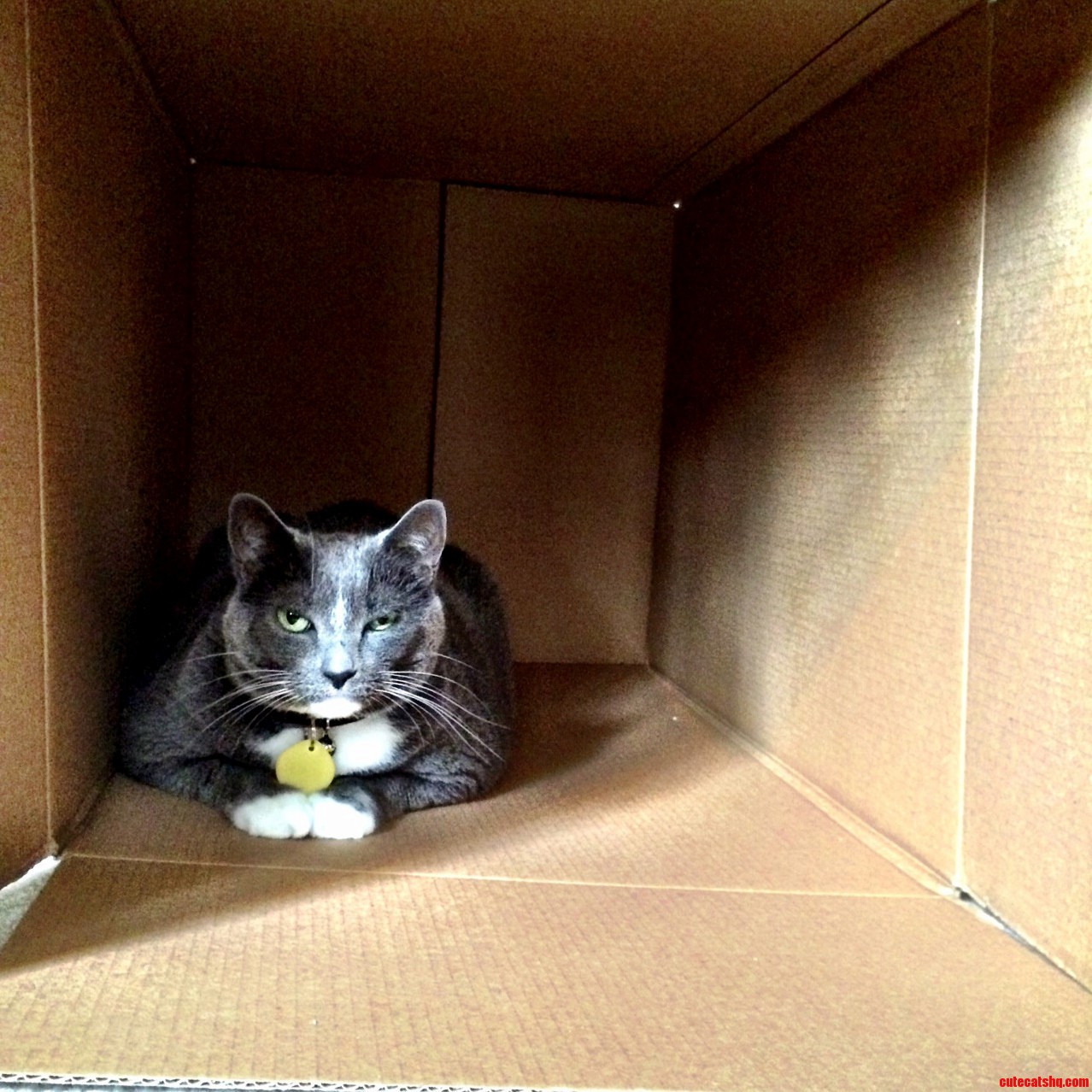Cat in a Box
