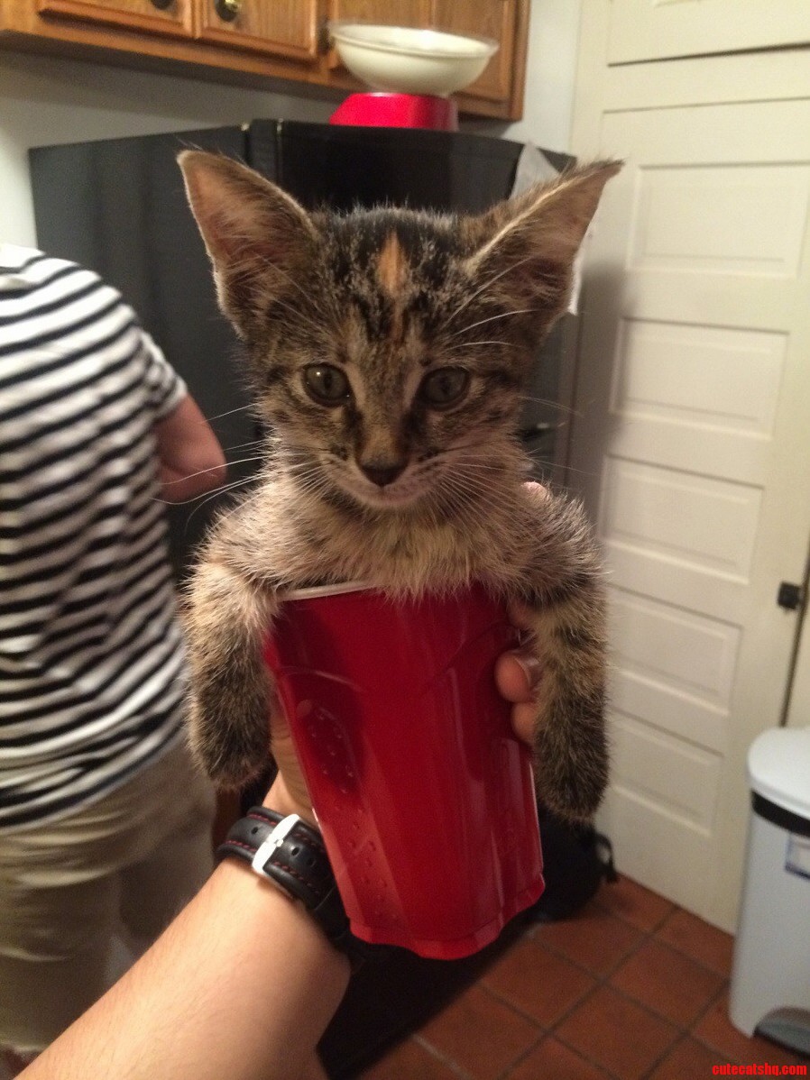 Cat-in-a-cup