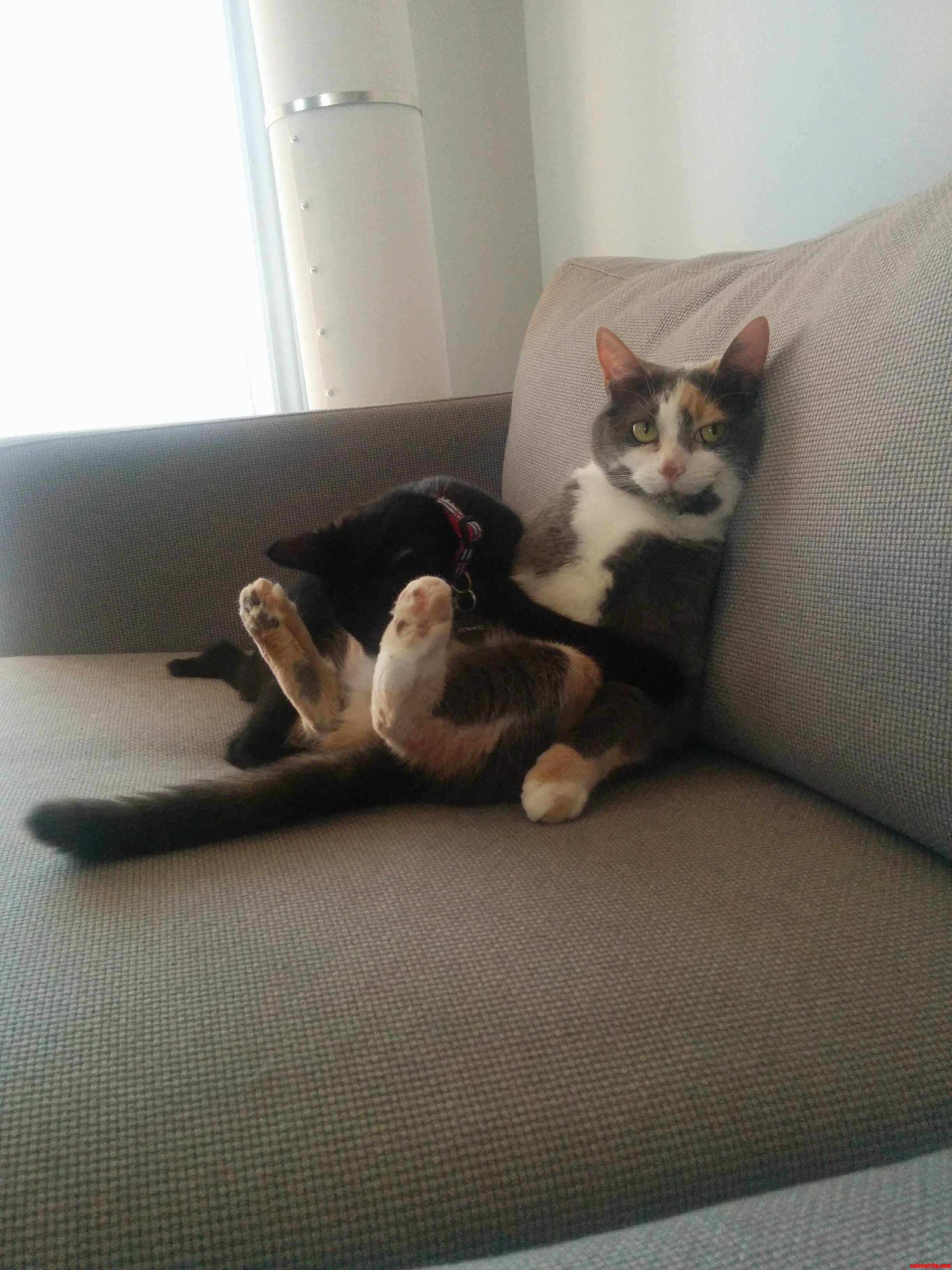 Cat Is Seriously Annoyed.