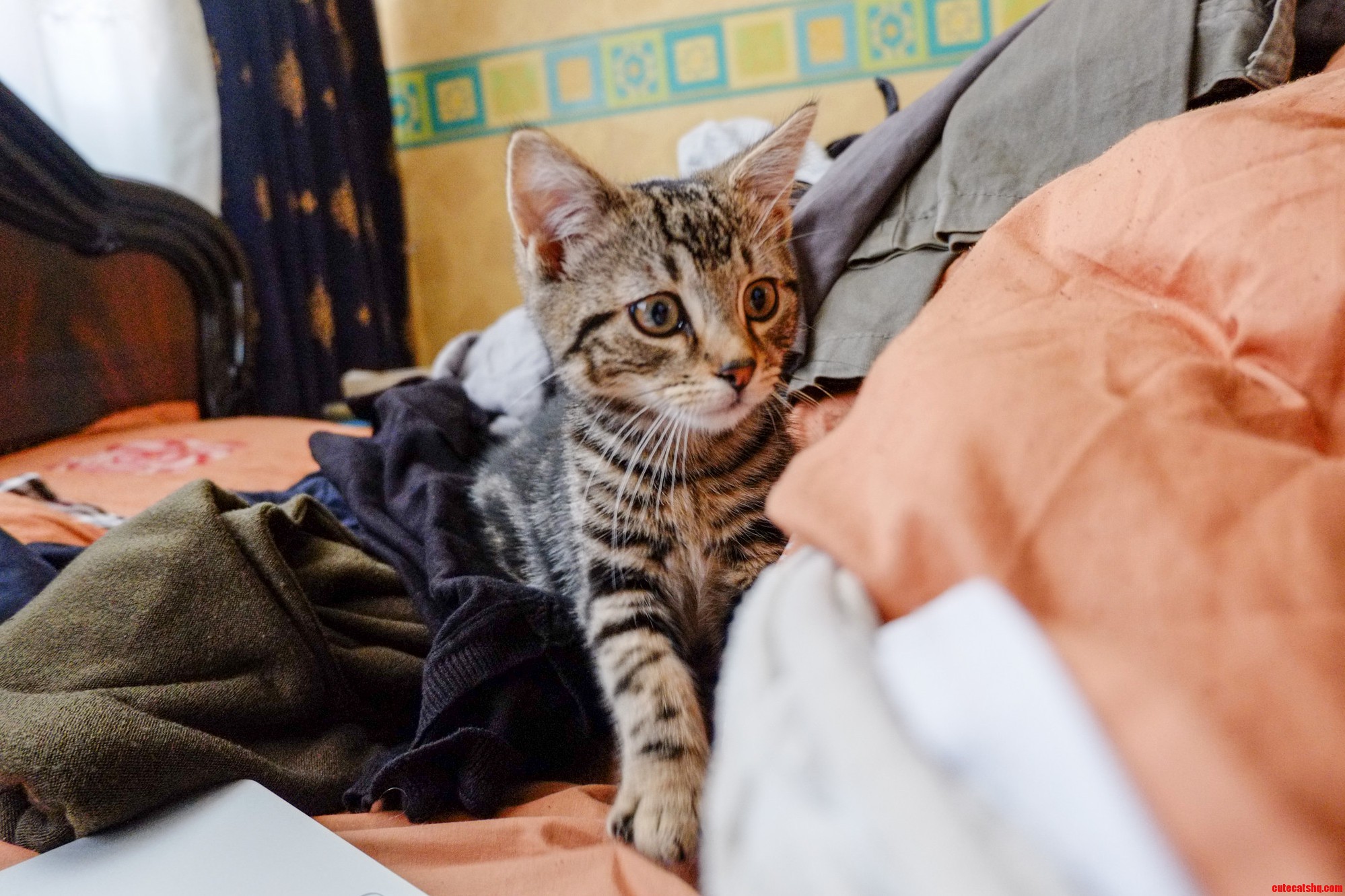 Cat Lovers of Help Me Name My New Buddy