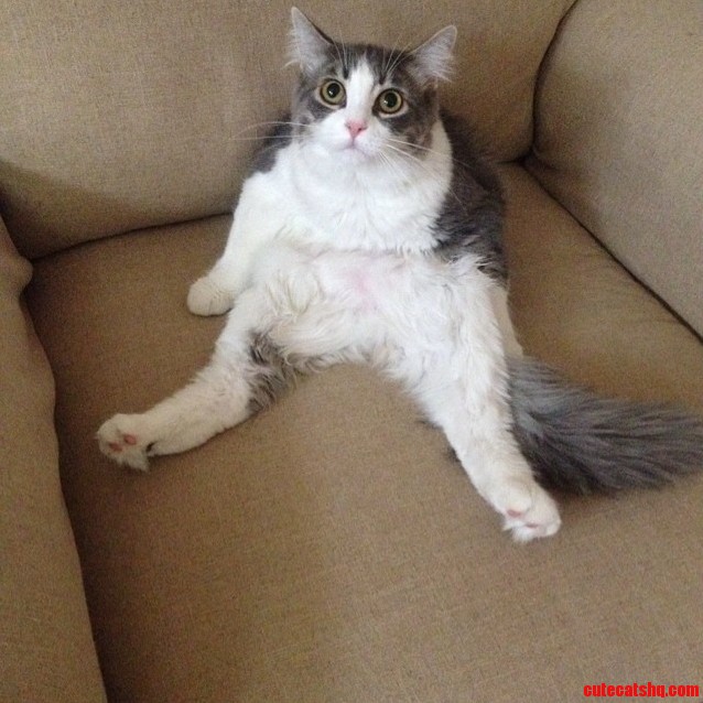 Cat Photo in Need of Caption