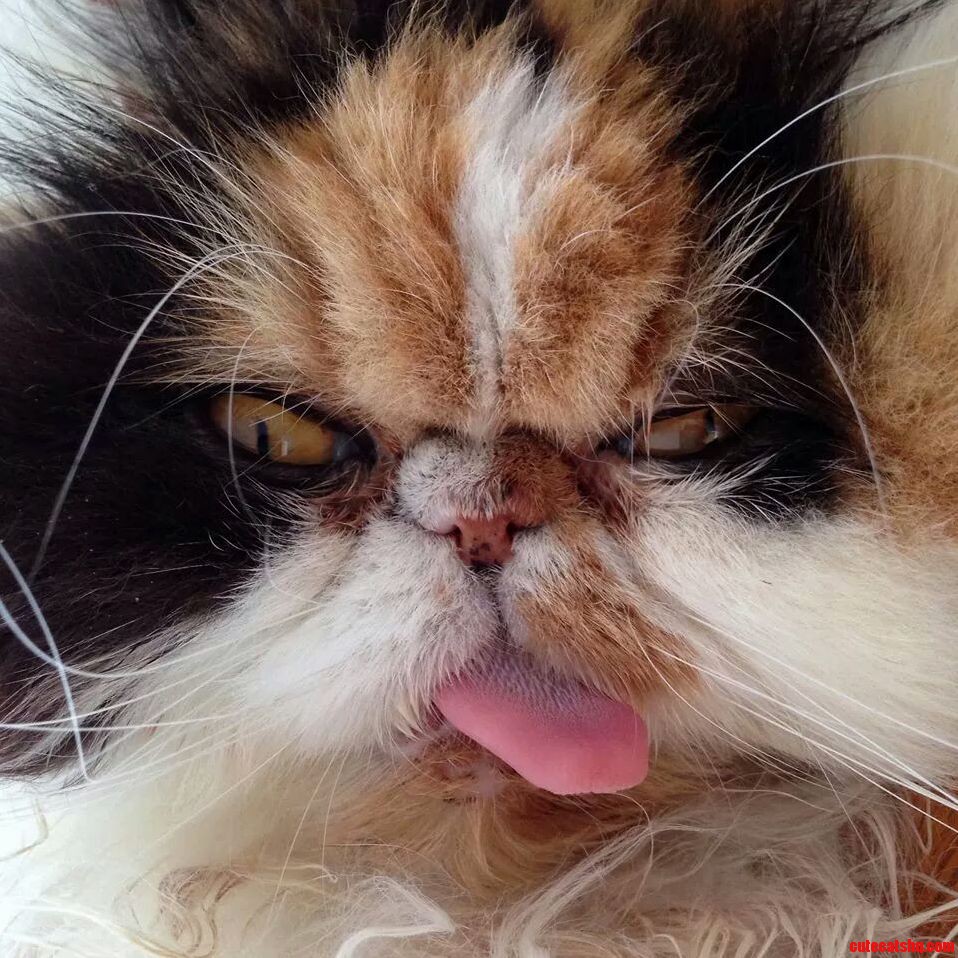 Cat-ption Competition