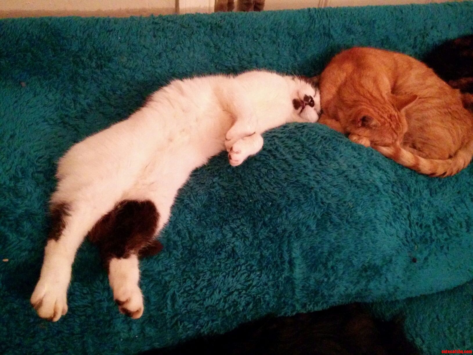 Cat Sleeping Positions No. 290- the Full Length.
