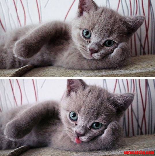 Cat Tongues Sticking Out