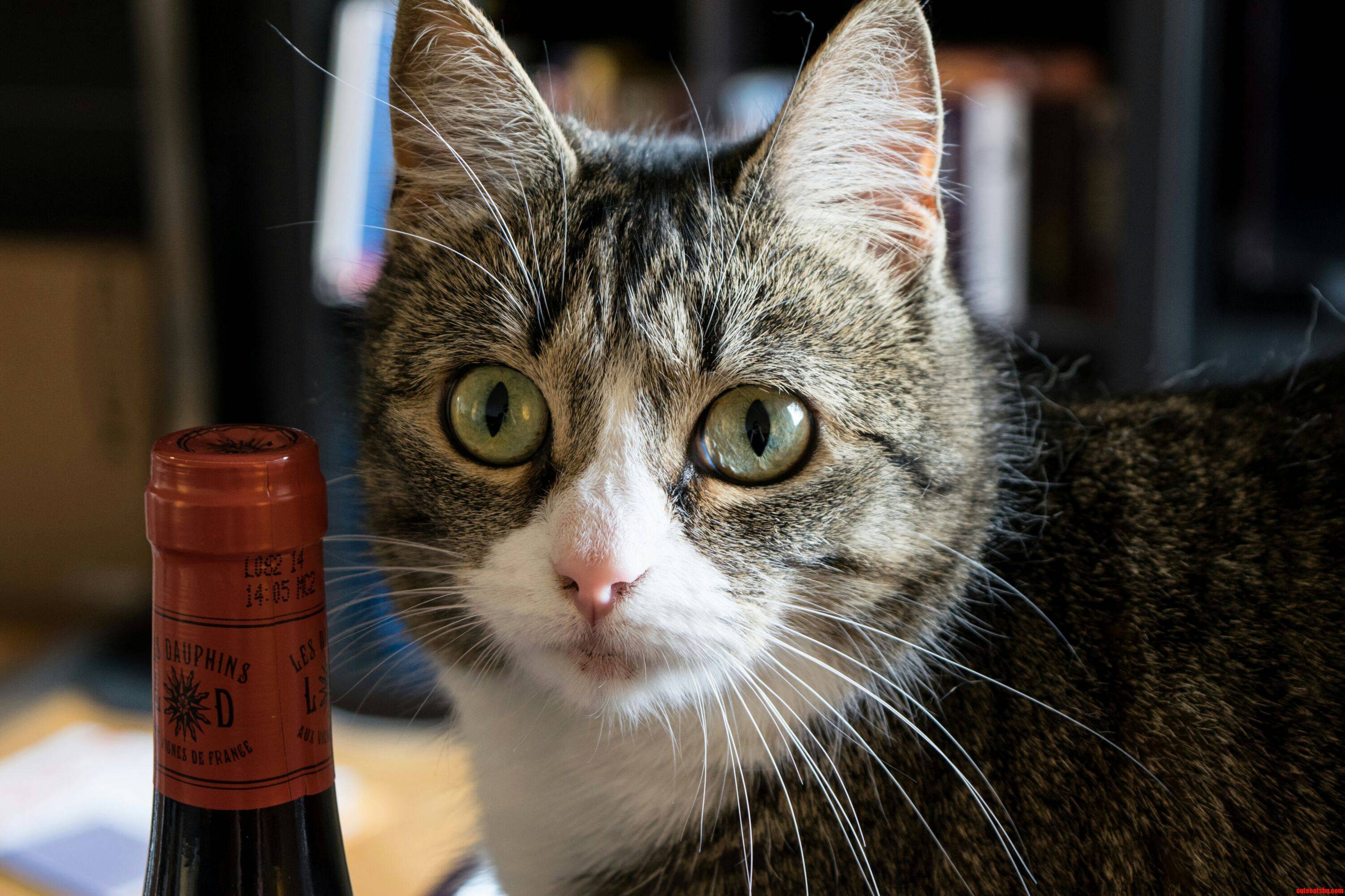 Cat Wonders If Its Time to Open the Bottle Yet