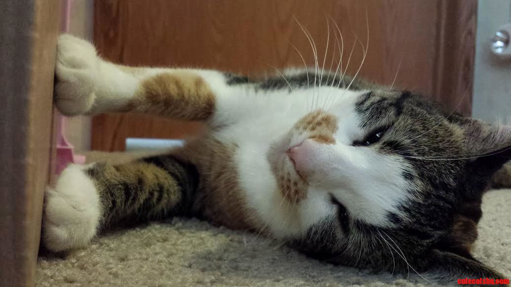 Catnip Not Even Once... Nevermind