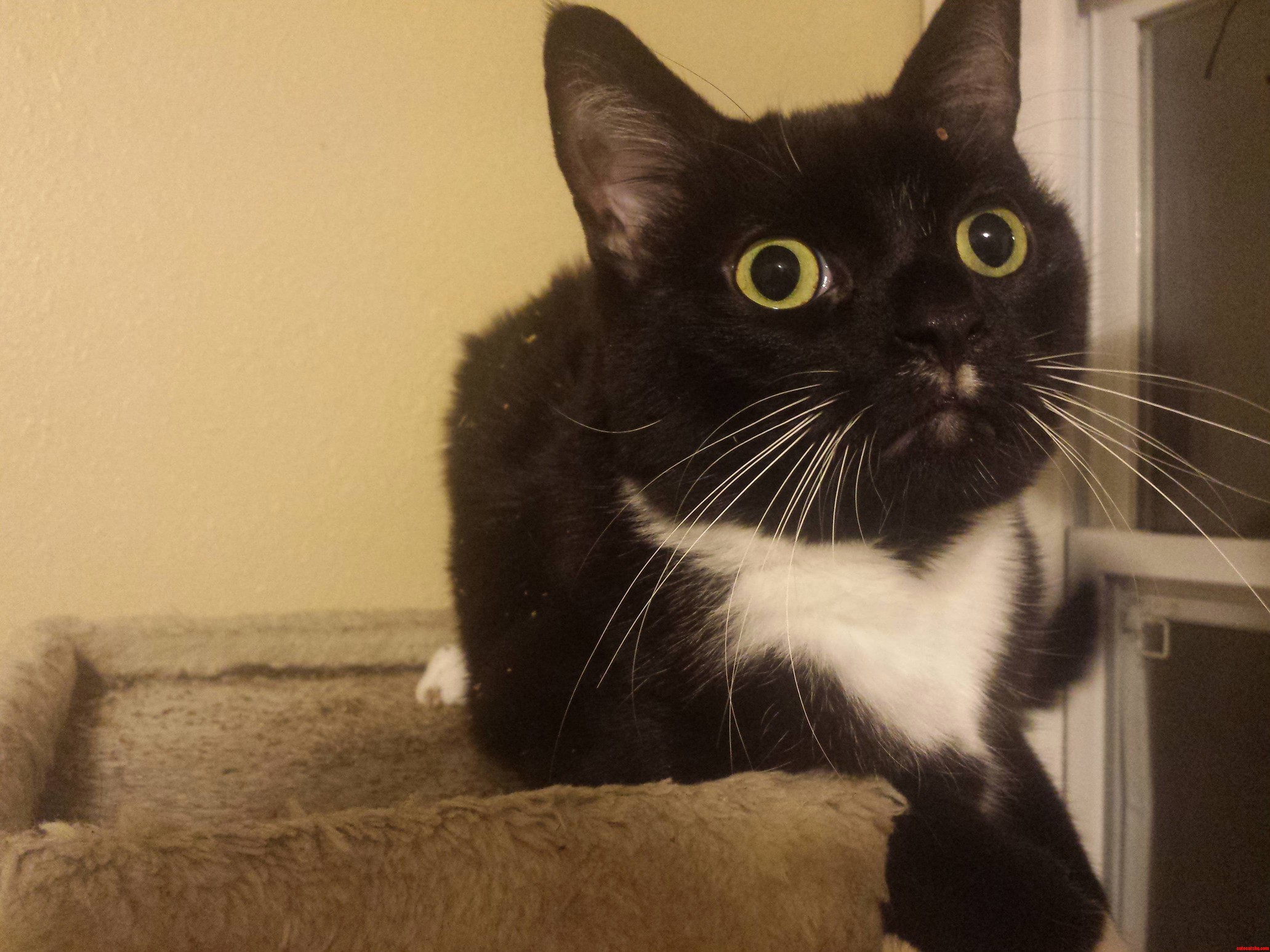 Catnip Not Even Once.