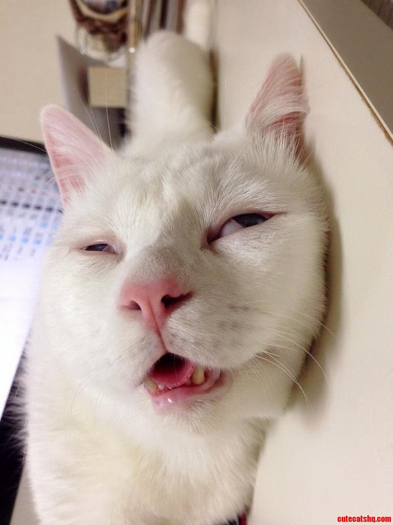 Catnip. Not Even Once.