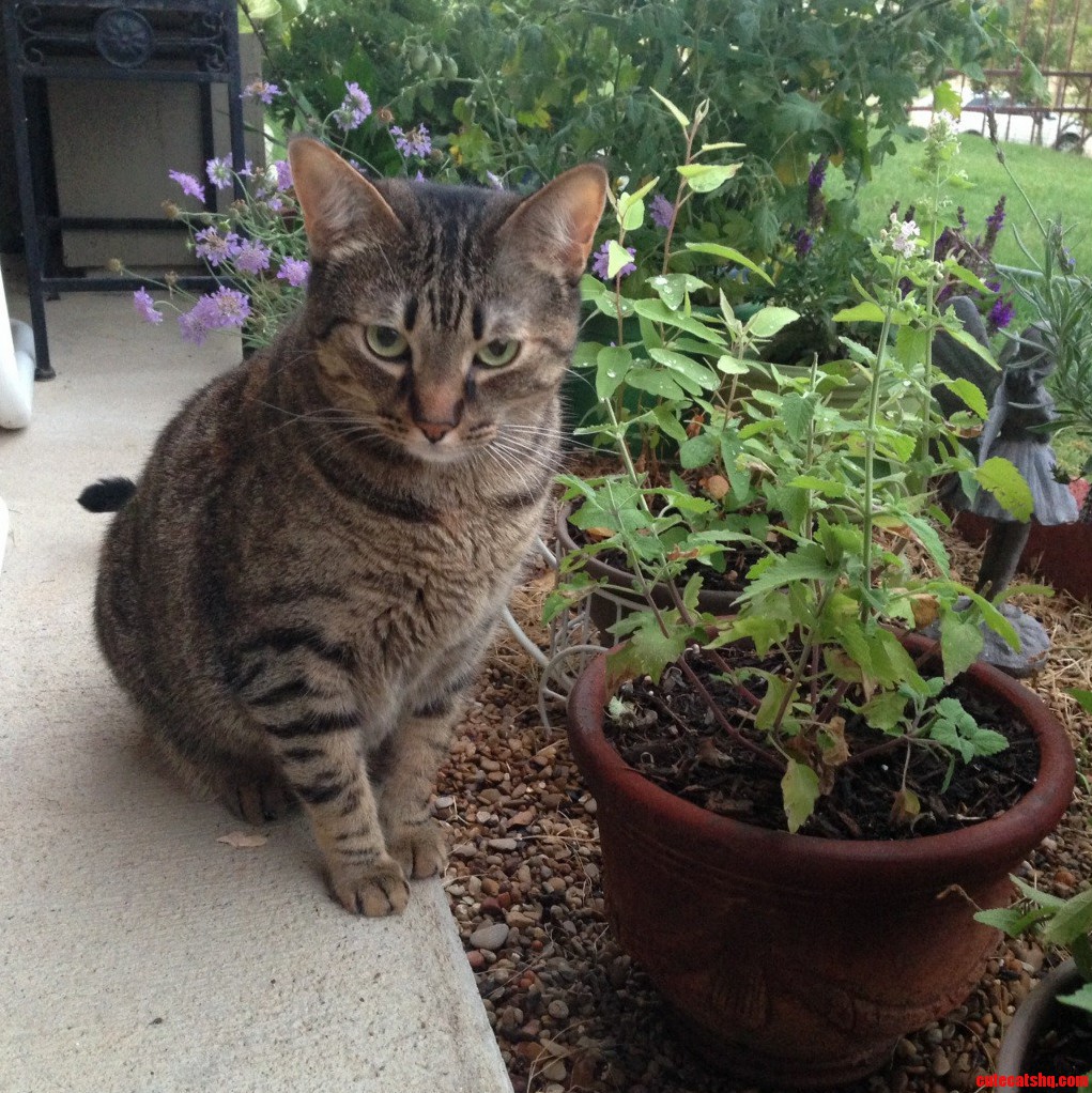 Catnip