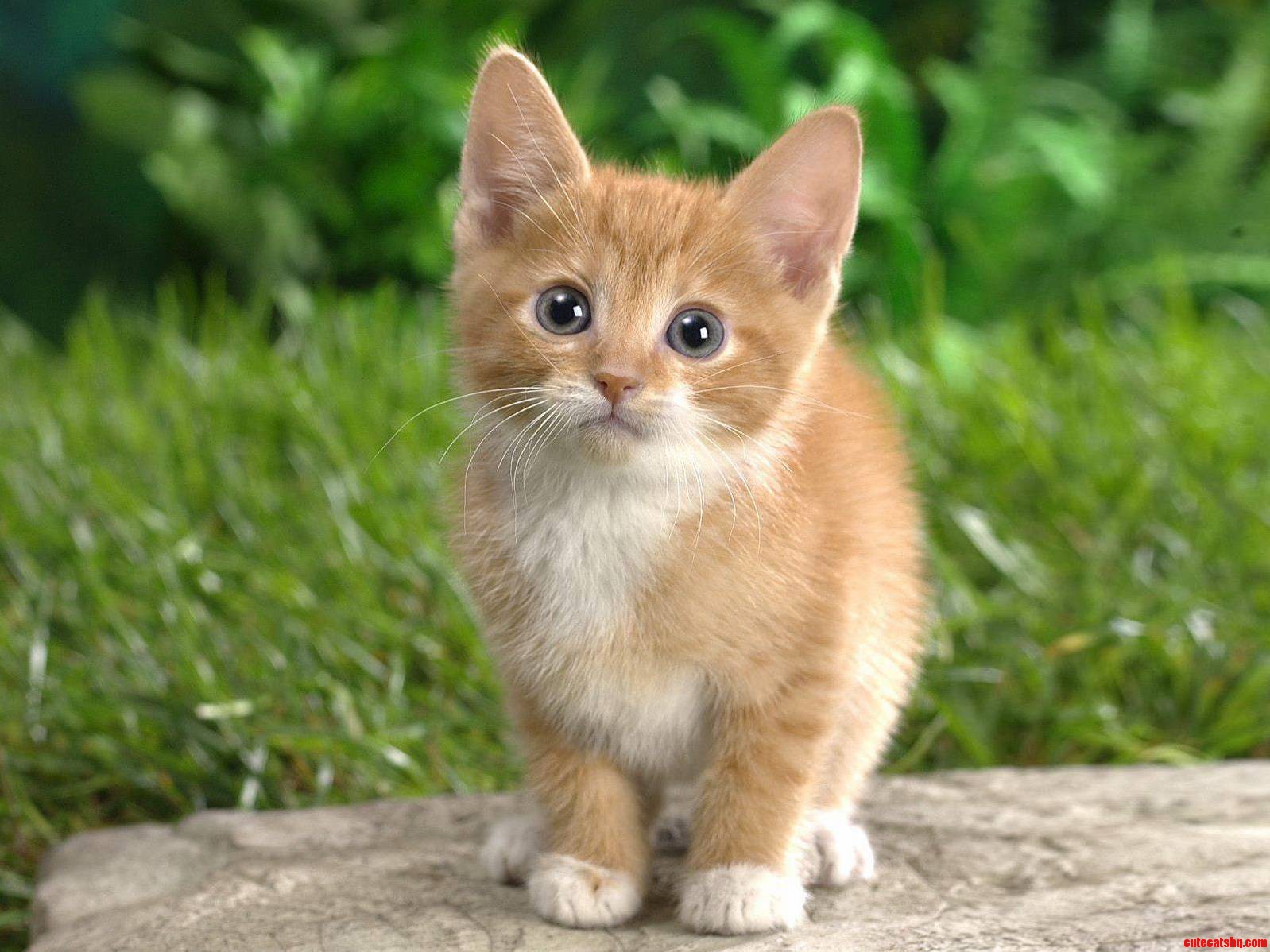 Cats Always Make Me Happy