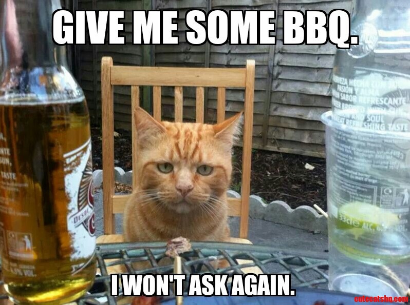 Cats at Bbqs