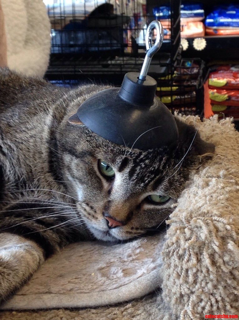 Cats Dont Like Hats.