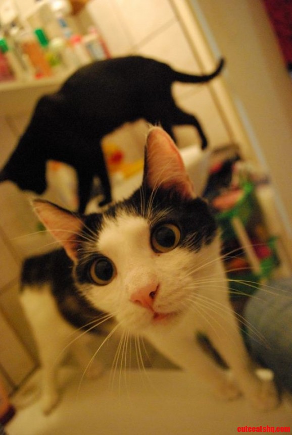 Cats in the Bathroom