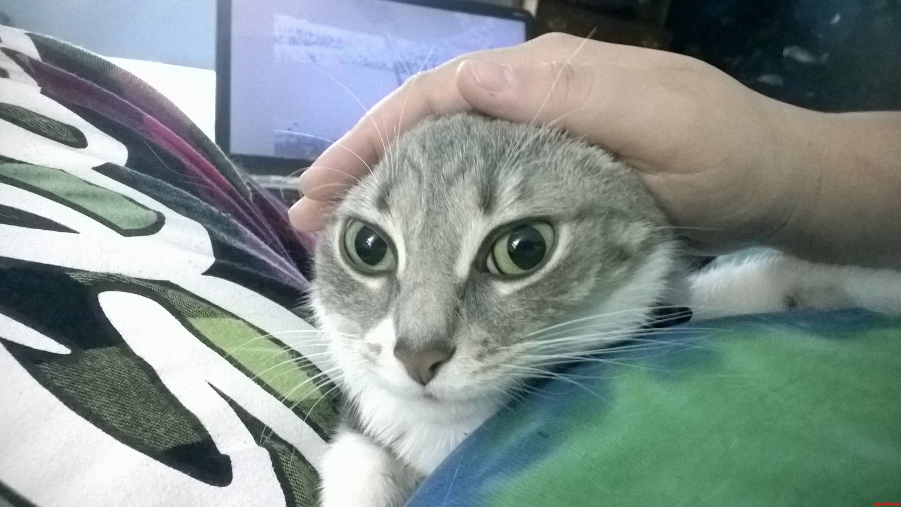 Cats Look Weird Without Ears