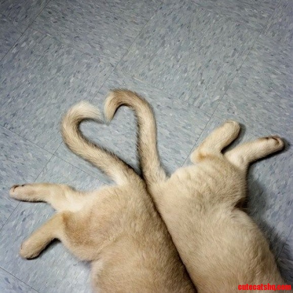 Cats Love 3