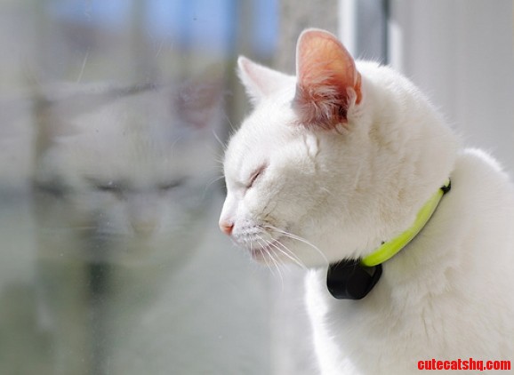 Cats with White Fur and Skin on Their Ears Are Very Prone to Sunburn 3 3