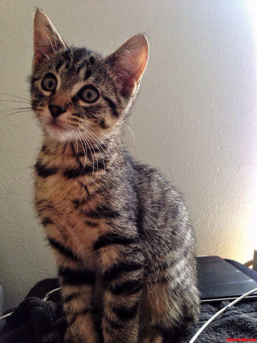 Catt Damon aka Catthew Mcconaughey aka Cat Benetar aka Catrick Swayze