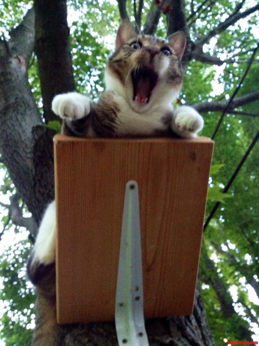 Caught Him Mid-yawn...