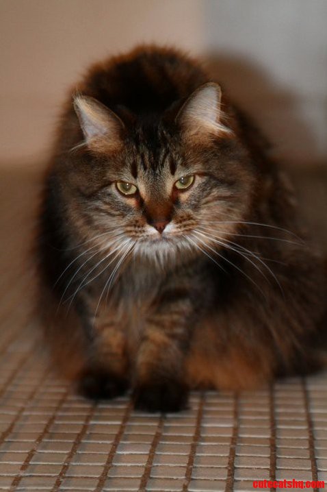Caught My Cat on the Prowl.