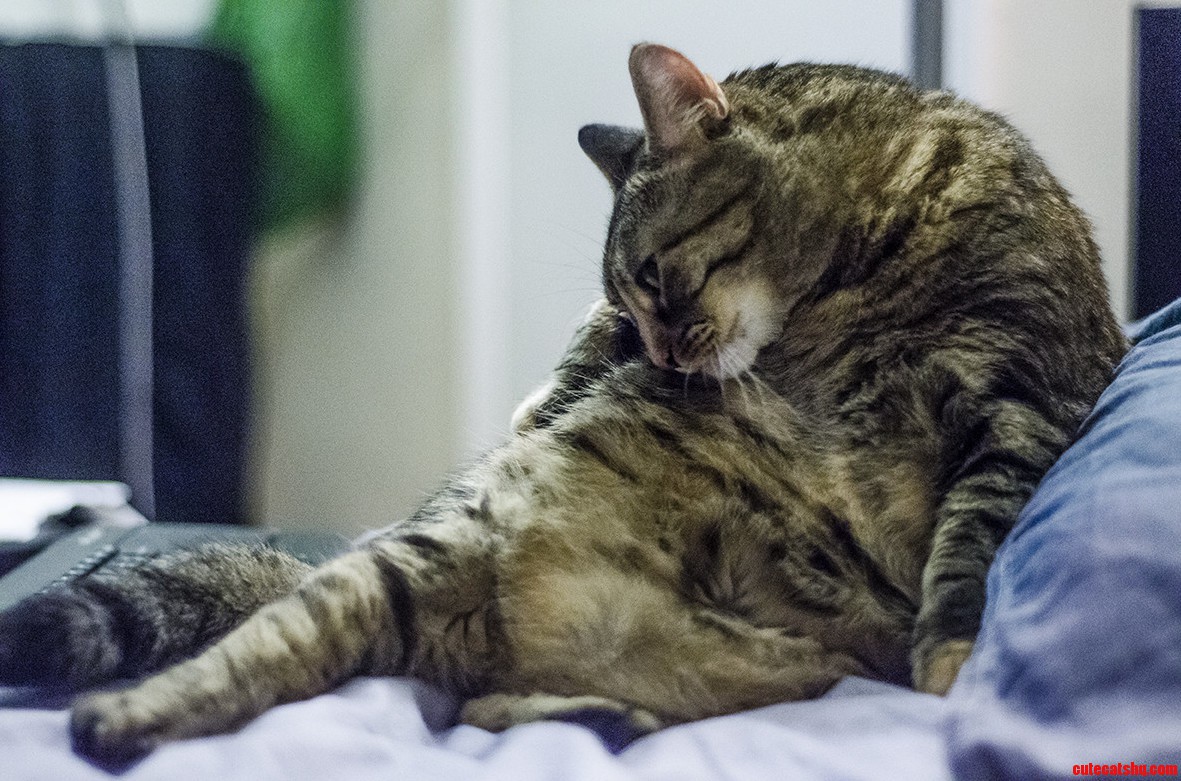 Caught My Fat Cat in a Stupid Pose.