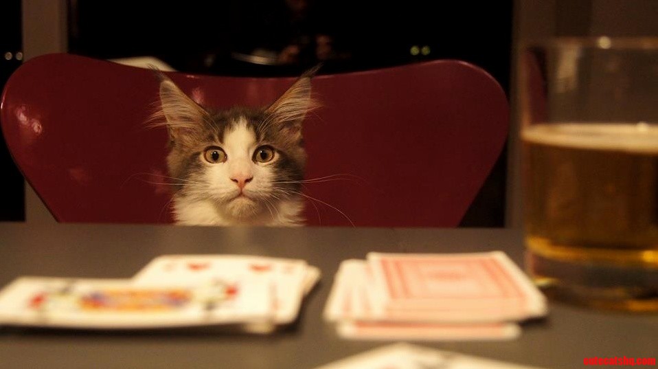 Caught My Friends Cat by Surprise