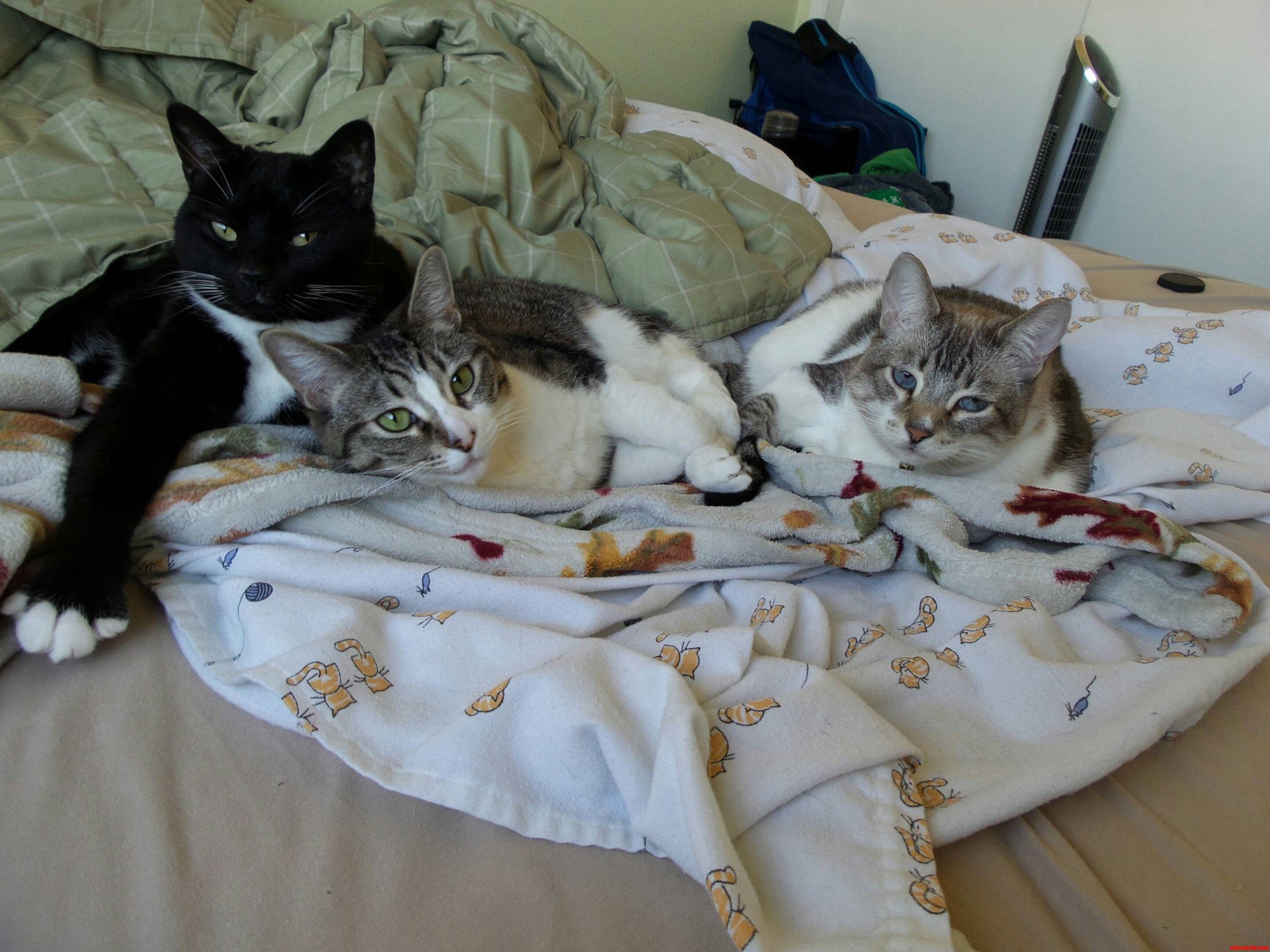Caught My Three Cats Tolerating Each Other for Once