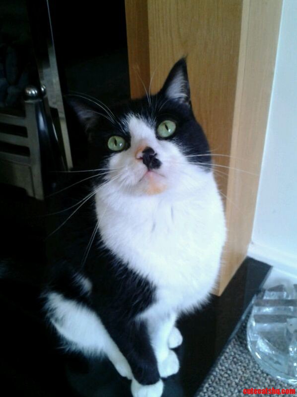 Caught Red Handed Nosed