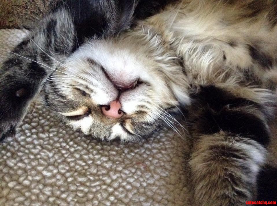 Chin Rubs Pls