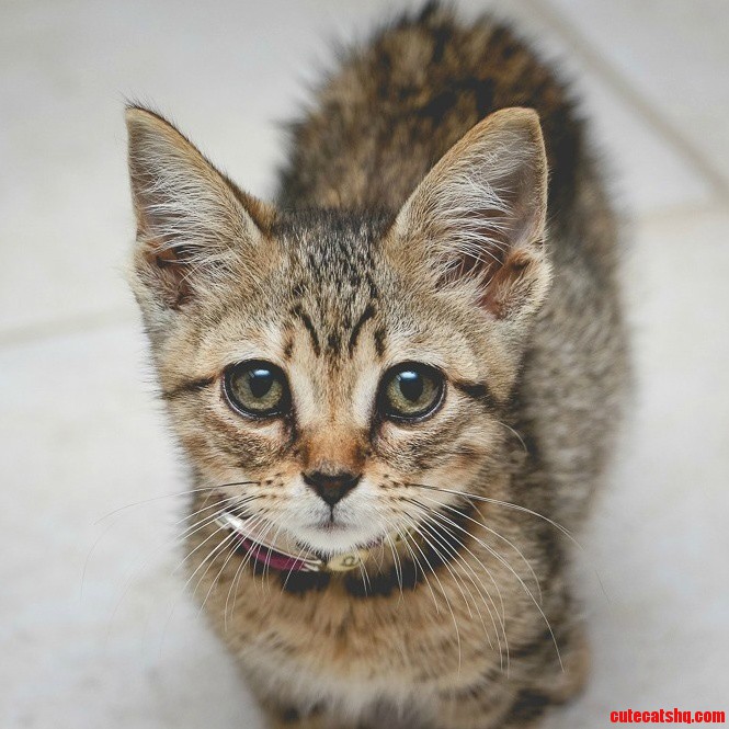 Chloe Found Her Forever Home