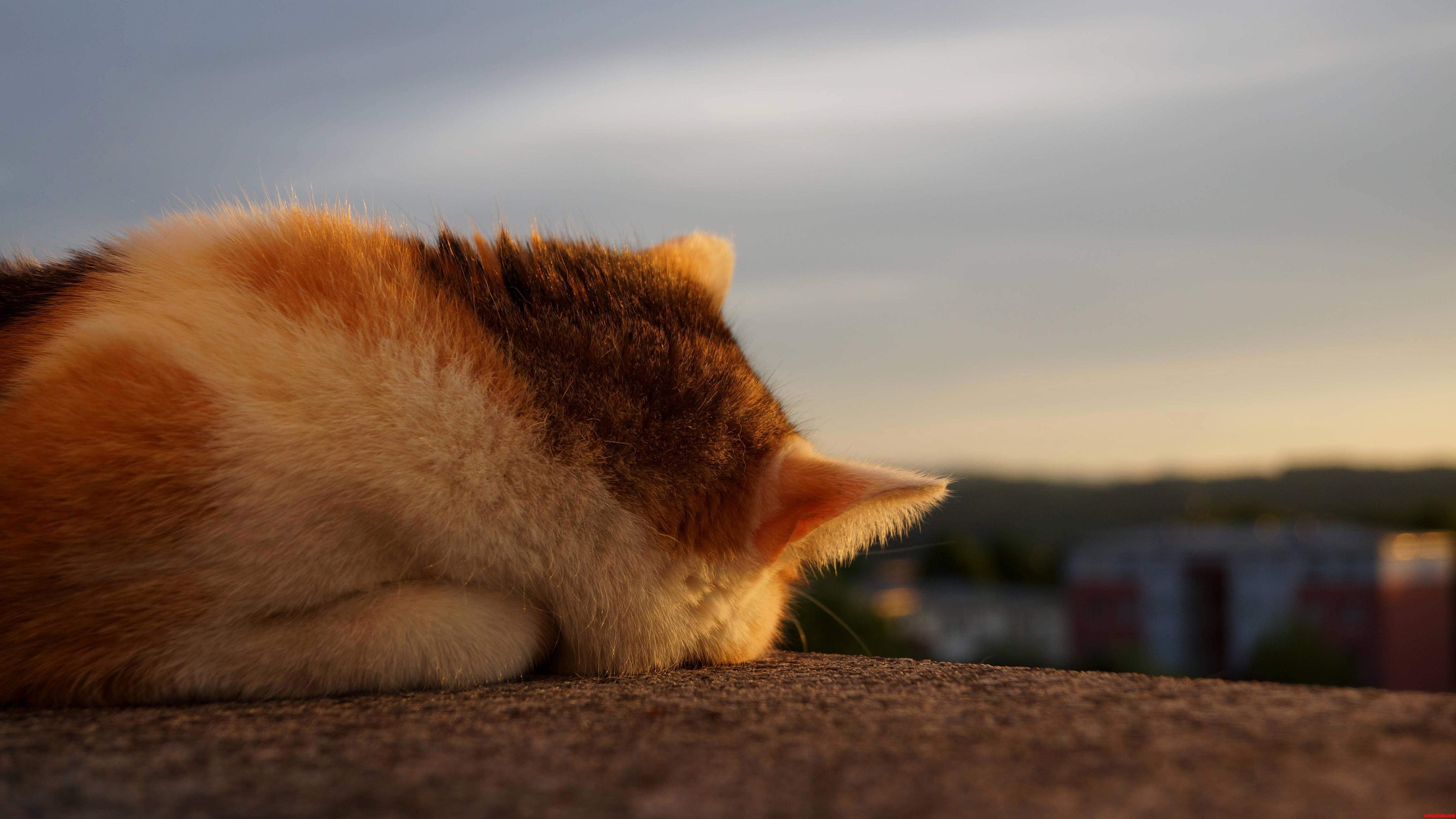 Cindy Enjoys the Sunset