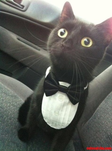Classy Cat