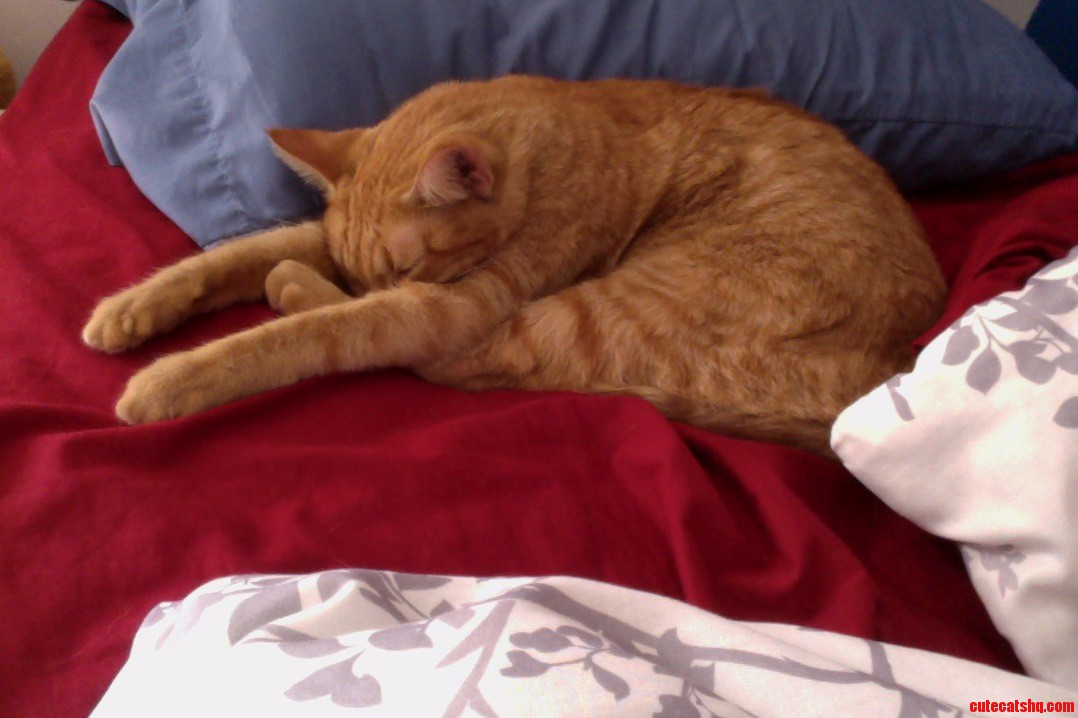 Cleo Sleeps Pretty Weird.