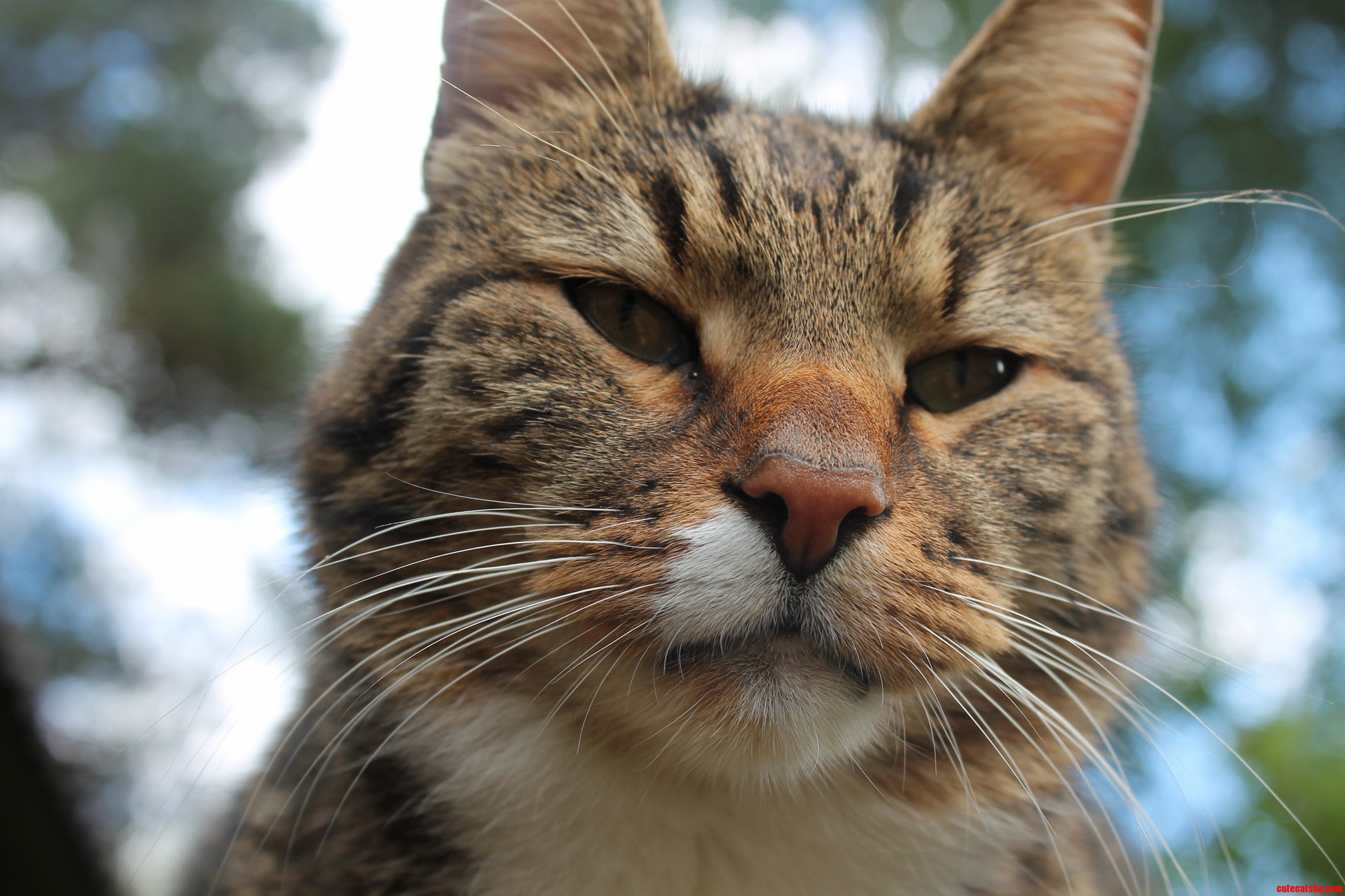 Close-up of Our 12 Year Old Family Cat
