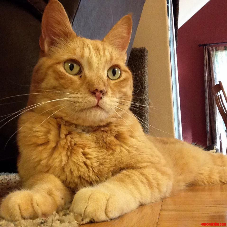 Congo Likes to Sit Majestically Acting As If He Is the Long