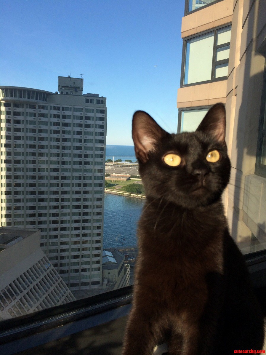 Coris First Black Cat Friday Submission